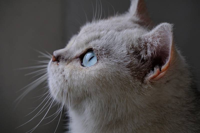 Bienfaits du lahochi sur votre animal de compagnie à Bormes les mimosas